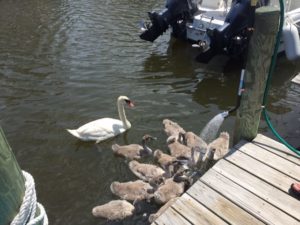 Group of birds in water